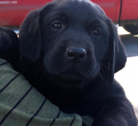 Cute black lab puppy