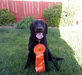 One of our customer's dogs with a ribbon