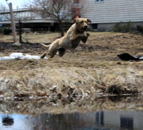 Yellow lab diving into a pond