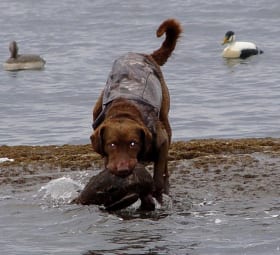 Chocolate lab in water
