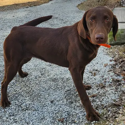 Almond from the Gabel x River breeding, for sale at $1000