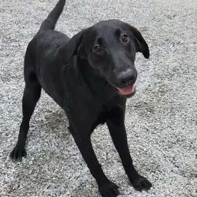 Baby from the Wes x Shady breeding, for sale at $1000