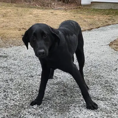 Billy from the Wes x Shady breeding, for sale at $1000