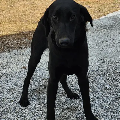 Bluey from the Wes x Shady breeding, for sale at $1000