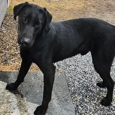 Bruno from the Spence x Spy breeding, for sale at $1000