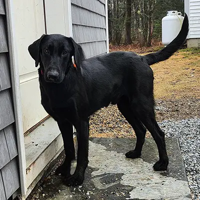 Cash from the Spence x Spy breeding, for sale at $1000