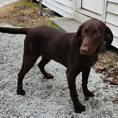 Cashew from the Gabel x River breeding, for sale at $1000