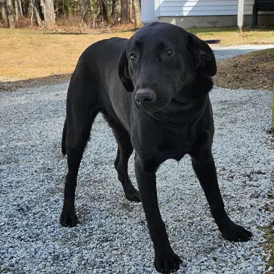 Charlie from the Wes x Shady breeding, for sale at $1000