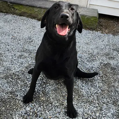 CJ from the Wes x Cinder breeding, for sale at $2000