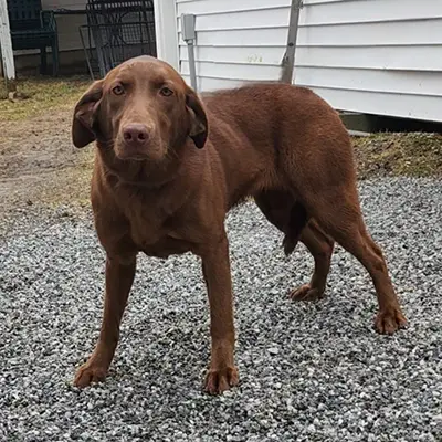 Daisy from the Gabel x Boss breeding, for sale at $2000