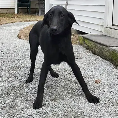 Hank from the Wes x Shady breeding, for sale at $1000