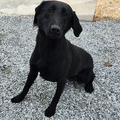 Jesse from the Wes x Rainy breeding, for sale at $1000