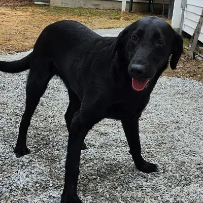 Jinu from the Wes x Shady breeding, for sale at $1000