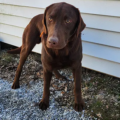 Leo from the Gabel x Hope breeding, for sale at $1000