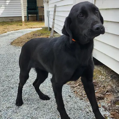 Maddie from the Duke x Brookie breeding, for sale at $3000