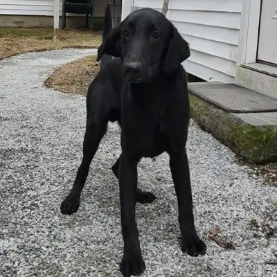 Mystery from the Wes x Shady breeding, for sale at $1000