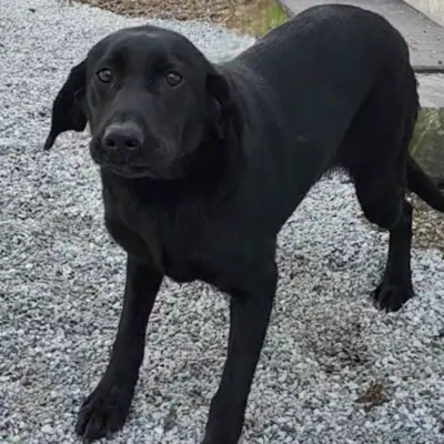 Nova from the Duke x Brookie breeding, for sale at $3000