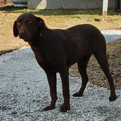Peanut from the Gabel x River breeding, for sale at $1000