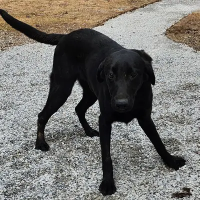 Pete from the Wes x Shady breeding, for sale at $1000