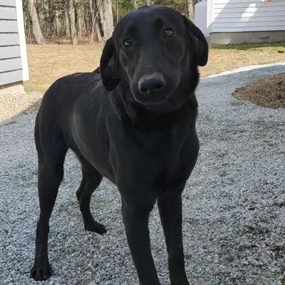 Reagan from the Wes x Shady breeding, for sale at $1000