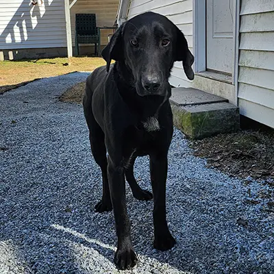 Remy from the Spence x Spy breeding, for sale at $1000