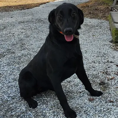 Stevie from the Wes x Shady breeding, for sale at $1000