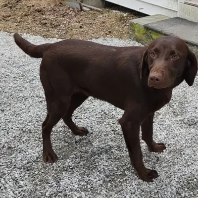 Wally from the Gabel x River breeding, for sale at $1000