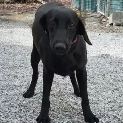 Willow from the Wes x Rainy breeding, for sale at $1000