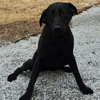 Zoey from the Wes x Shady breeding, for sale at $1000